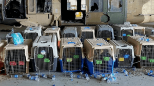 Denuncian que EE.UU. abandonó a sus perros de servicio en el aeropuerto de Kabul
