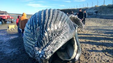 La gente se acercó sin cuidados al animal, lo que generó alerta en el personal sanitario. Foto: gentileza El Patagónico.-