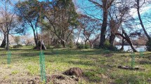 Imagen de Continúa la reintroducción del sauce criollo y el plan de reforestación en Viedma