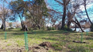 Continúa la reintroducción del sauce criollo y el plan de reforestación en Viedma