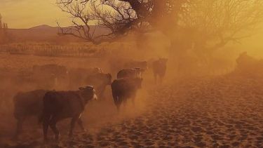 La producción ganadera en Neuquén tendrá un serio inconveniente por la ausencia de pasturas en el verano. (Sociedad Rural del Neuquén)