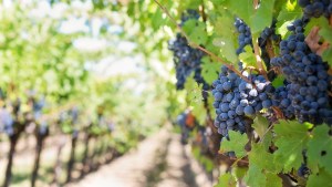 La UNRN lanza la capacitación Manejo de Viñedo en Patagonia