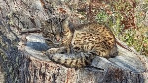Horror por el hallazgo de un gato en carne viva en Villa la Angostura