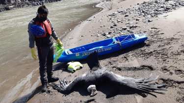 Pura tristeza. Martín Muñoz a orillas del río Neuquén junto a uno de los cóndores que murieron tras ingerir cebos tóxicos.