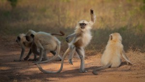 Conga en la selva: las fotos de animales más divertidas