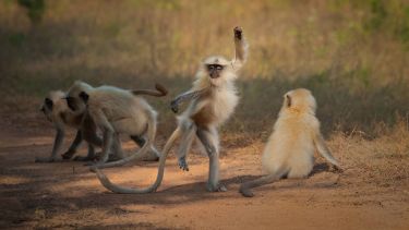 "Síganme..." Sarosh Lodhi / Comedywildlifephoto.com