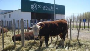 Comienzan las actividades por la Expo Rural en Choele Choel