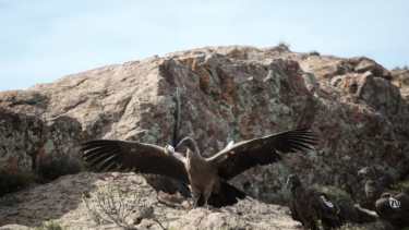 A volar. Uno de los 7 ejemplares que se liberaron en Sierras Paileman, Río Negro.