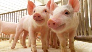 Se frenó el crecimiento del consumo de carne de cerdo en la región