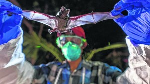 Descubren en murciélagos una cepa similar al Covid-19