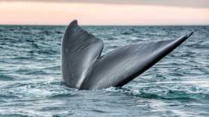 Finde largo en Las Grutas: cuánto cuesta el avistaje de ballenas y la clase de cocina gratuita de Sofia Pachano