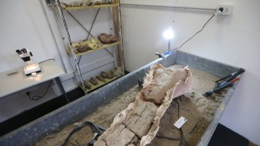 Uno de los últimos hallazgos reportados en Neuquén, fue un dinosaurio herbívoro en Villa El Chocón. Foto: Gentileza Neuquén Informa