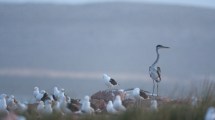 Imagen de Un paso más para la creación del parque nacional Islote Lobos, cerca de Sierra Grande