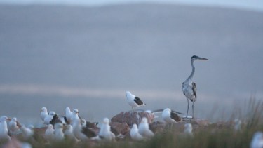 Un paso más para la creación del parque nacional Islote Lobos, cerca de Sierra Grande