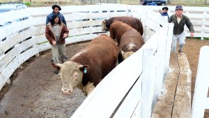 Se pone en marcha la Muestra Rural de Conesa, con la participación de 22 cabañas