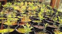 Imagen de Proponen un nuevo producto turístico con conciencia ambiental, en la Isla Victoria
