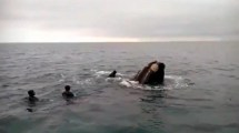 Imagen de “Estamos buscando al buzo que se subió a la ballena, para que su arrepentimiento sirva de ejemplo”