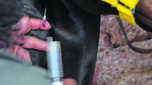 Descubren semienterrado a un caballo que murió durante una carrera en Vista Alegre