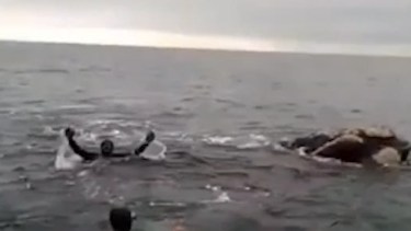 Video | Un buzo se subió a una ballena en el puerto de San Antonio, lo compartió en sus redes y lo denunciaron en la Justicia