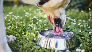 Lo juzgarán por maltratar a sus perros dogo y pitbull en Neuquén