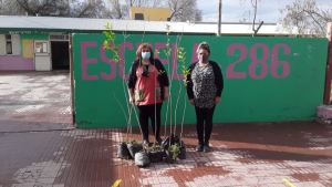 El plan de forestación superó los 700 árboles plantados en plazas y paseos de Roca