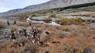 Los ganaderos neuquinos dicen que no pueden descargar los campos por el cepo a la exportación (Sociedad Rural del Neuquén)