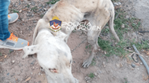 Imagen de En un allanamiento en Centenario rescataron a un animal maltratado
