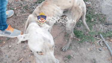 El perro Dogo de 4 años fue llevado a recuperación. (Gentileza Policía de Neuquén)
