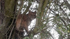 Video: buscan a un puma suelto en el centro de Bariloche