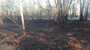 Un incendio afectó parte del Jardín Botánico de Plottier