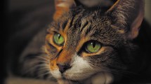 Imagen de Los virus más peligrosos que afectan a los gatos