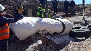Culminó la excavación de los restos del dino hallado en El Chocón, sobre Ruta 237