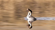 Imagen de Es la mejor época para escuchar de cerca el canto de las aves