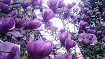 Imagen de Plantas: ¿sabés cuáles necesitan suelos ácidos?