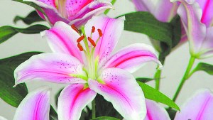 Lilium, la flor más bella para el jardín y los floreros