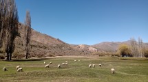 Imagen de Por qué los mallines patagónicos son claves contra la crisis climática