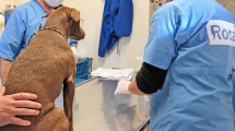Imagen de Entregarán 900 turnos para el quirófano móvil en tres barrios de Roca
