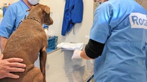 Quirófano móvil en Roca: hoy está disponible para castración de perros y gatos