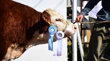 El año pasado la Expo Rural del Alto Valle contó con una importante convocatoria. Foto: Andrés Maripe