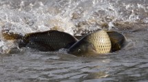 Imagen de Preocupa el impacto de las carpas, que se multiplican en el río Negro