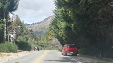 Un enorme árbol se desplomó en la zona de Villa La Gutiérrez y cortó la ruta provincial 82. (Foto Gentileza)