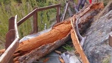 Uno de los árboles cayó sobre la pasarela. Foto: gentileza
