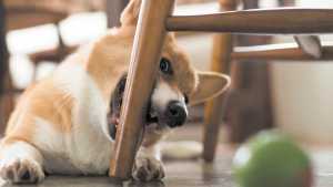 Romper, morder, tragar: ¡cuidado con lo que juegan nuestros perros!