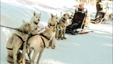 Denuncian explotación animal en el cerro de San Martín, por la utilización de perros para tirar trineos. (Gentileza)