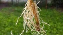 Imagen de Para enraizar una planta: ¿Qué debemos tener en cuenta?