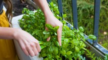 Imagen de Tips para cuidar la huerta en la temporada primavera – verano