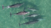 Imagen de Las Grutas: una familia de delfines filmada desde un drone