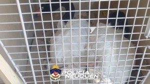 Rescatan a dos cisnes de cuello negro que intentaban cruzar el Puente Carretero
