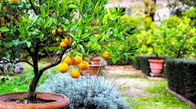 Imagen de Frutales en el jardín: consejos y cuidados
