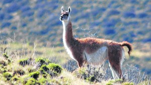 La historia del guanaco según los Aonikenk